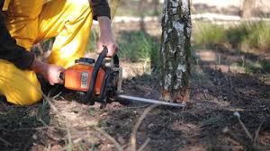 How Our Tree Care Process Works  in  Forest Hills, TN