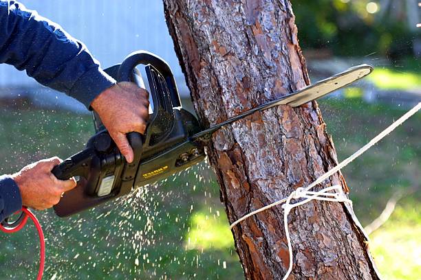 Trusted Forest Hills, TN Tree Care Experts